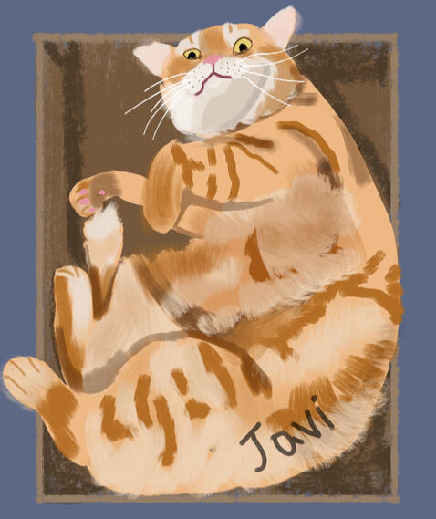 cat in box