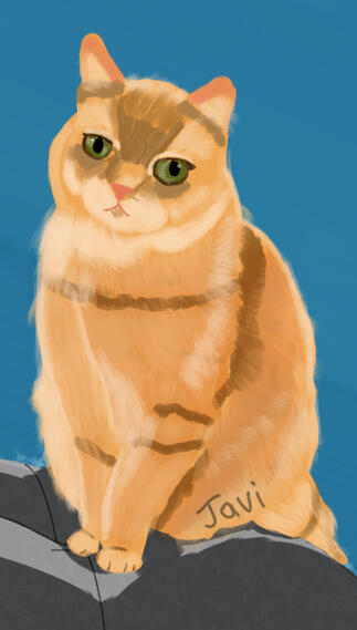 wistful cat