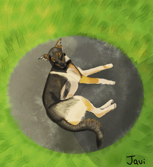 doggo outside on mat
