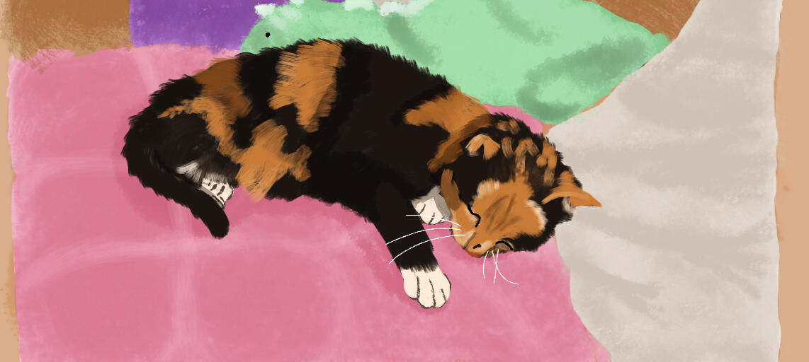 cat lying on bed in front of pillows and stuffed toy