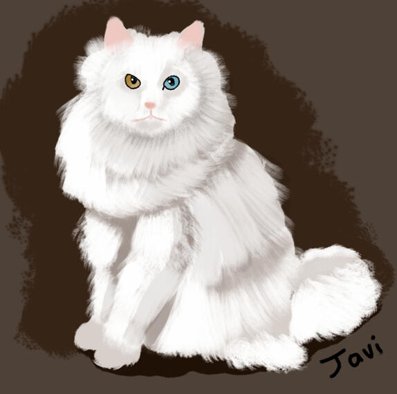 Fancy cat