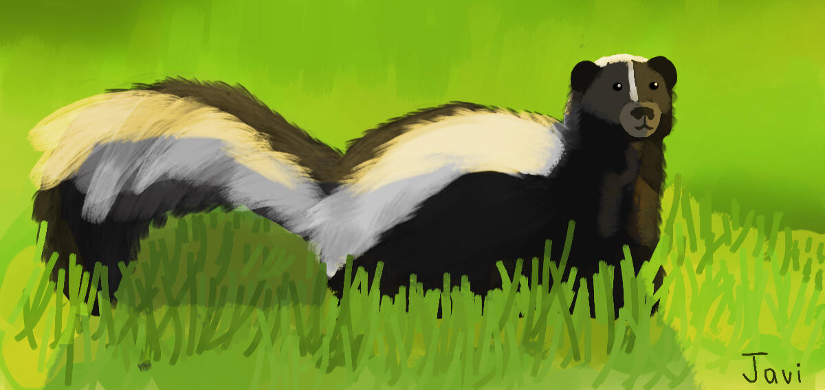 skunk enjoying morning sun