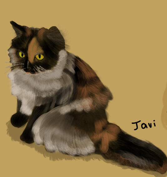 fuzzy tortie