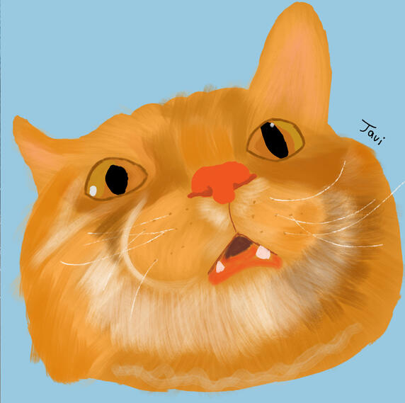 shocked kitty