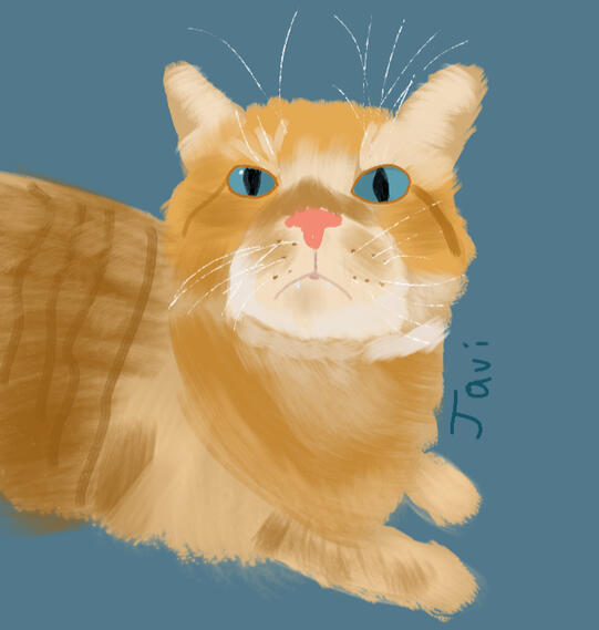 angy cat