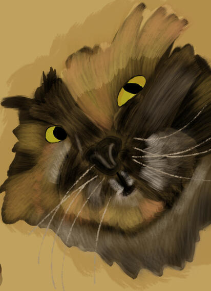 Close up of kitty